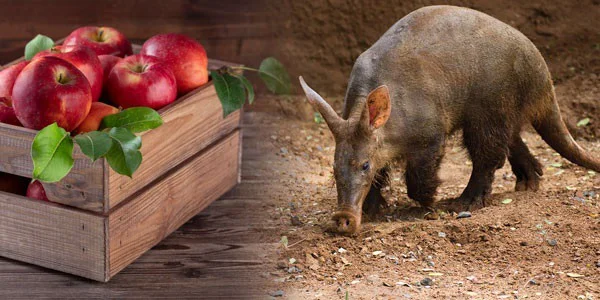 Dental Remote Patient Monitoring