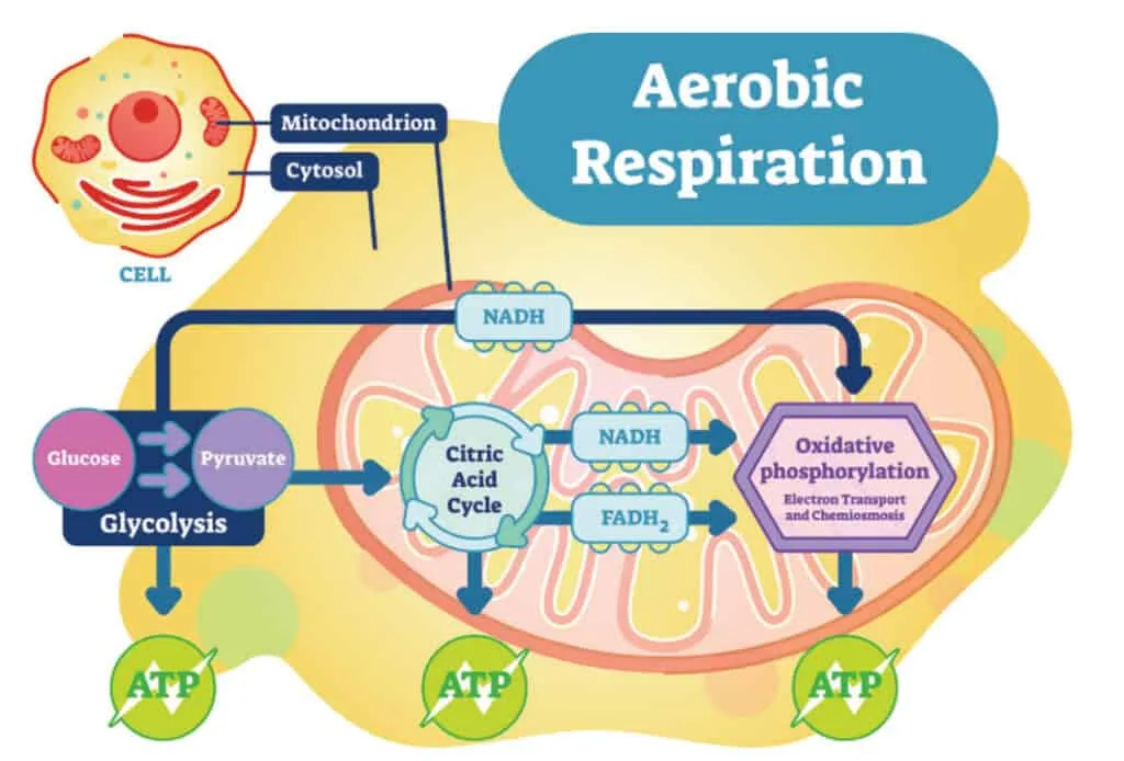 Mitochondria and health