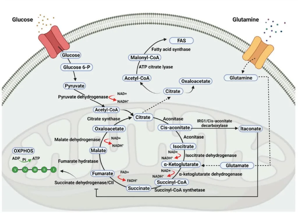 Mitochondria and health