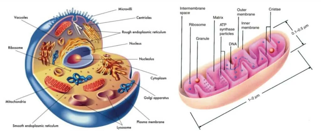 Mitochondria and health