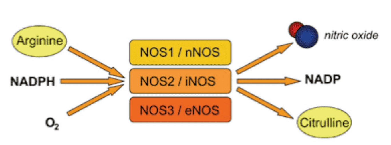 Nitric oxide — What’s the connection to sleepbreathing disorders?