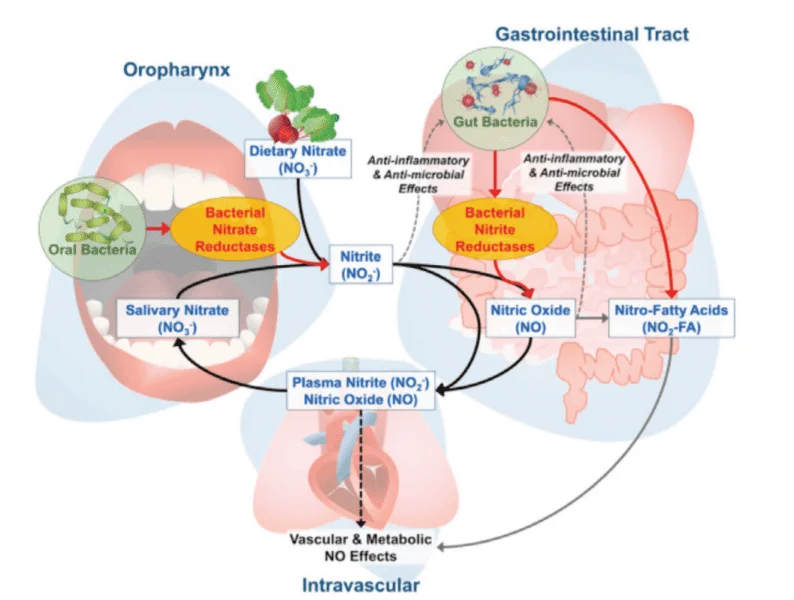 Nitric oxide