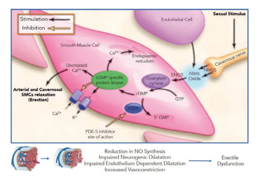 Nitric oxide