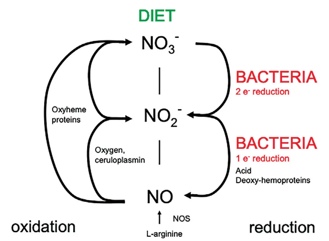 figure 1 the human nitrogen cycle