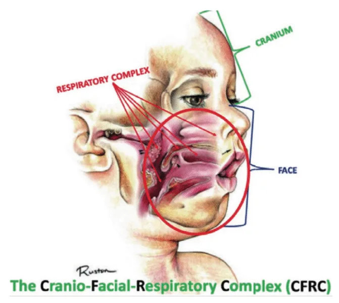 figure 1 the cranio facial respiratory complex (cfrc)